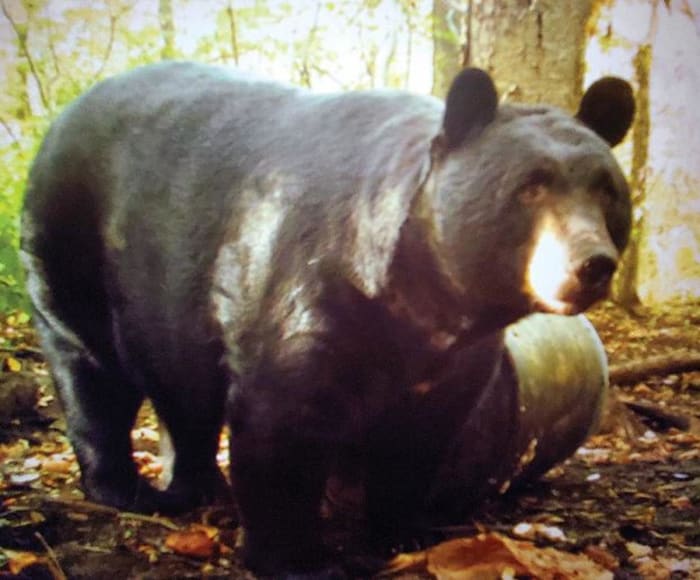 3AKQofaV4Zw9REiPEm8sfT