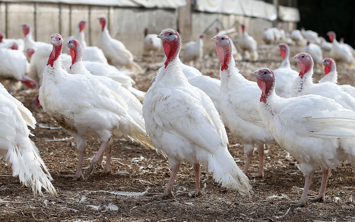 turkeys-getty2.jpg